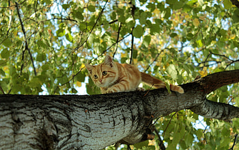 Animals, Wood, Kitty, Kitten, Tree, Hide, Crawl HD wallpaper