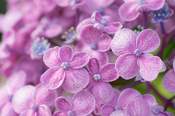 Hydrangea macro, Pink flower , Nature's wonder, Floral enchantment HD wallpaper