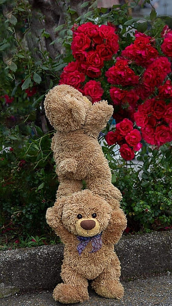 Beautiful Teddy Bear, Brown, Toy HD phone wallpaper