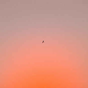 Sky, Bird, Minimalism, Flight, Gradient HD phone wallpaper