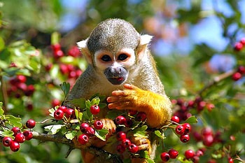 Monkey w Fruit, beautiful HD wallpaper