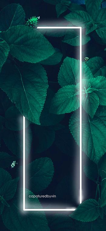 Vin, neon, plant HD phone wallpaper