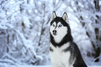 Siberian Husky, Amazing , Stunning visuals, Majestic husky HD wallpaper