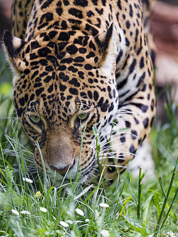 Animals, Grass, Leopard, Predator, Big Cat, Wildlife HD phone wallpaper