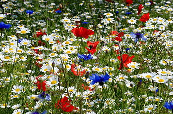 Flowers, Poppies, Summer, Camomile, Blue Cornflowers, Ears, Glade, Polyana, Spikes HD wallpaper
