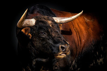 Bulls, Pedro Jarque Krebs, Animal grapher, Horses HD wallpaper