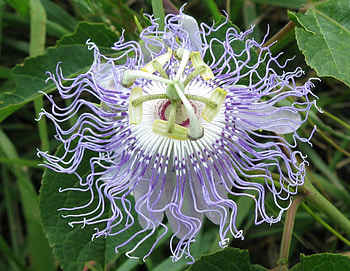 Passion flower, Field, Vine, Summer, Flower HD wallpaper