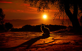 Cat Watching Sunset , cat, animals, sunset, deviantart HD wallpaper