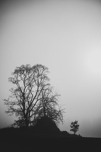 Nature, Trees, Silhouettes, Branches, Bw, Chb, Black And White, Black-And-White HD phone wallpaper