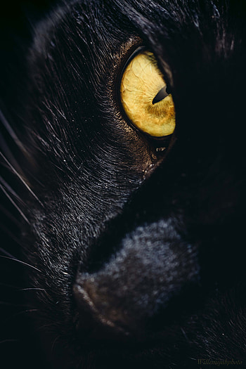 Black panther, animals HD phone wallpaper