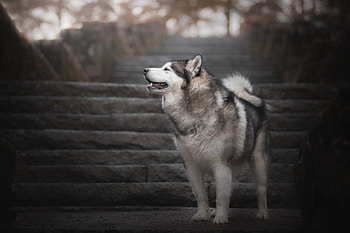Alaskan Malamute , Background husky, Dog , Alaskan Malamute HD wallpaper