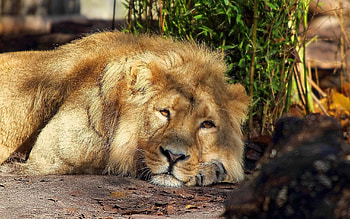 Animals, Lion, Mane, Sleep, Dream, King Of Beasts, King Of The Beasts HD wallpaper
