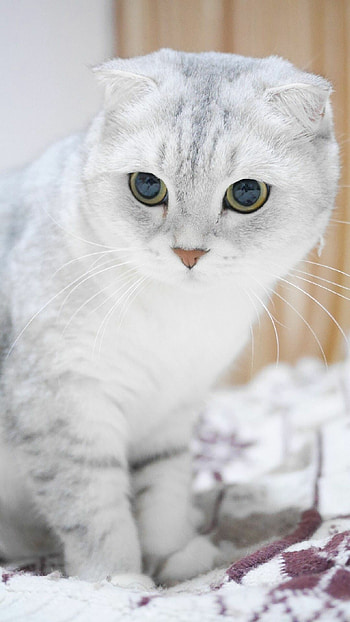 Scottish Fold, Munchkin cat, Kicau sejati, Cat breed HD phone wallpaper