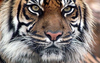 Animals, Muzzle, Eyes, Sight, Opinion, Tiger, Fur, Predatory HD wallpaper