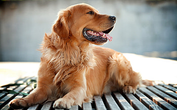 Animals, Wood, Wooden, To Lie Down, Lie, Dog, Language, Tongue, Tired HD wallpaper