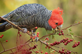 Gang Gang Cockatoo, animal, cockatoo, bird, gang HD wallpaper