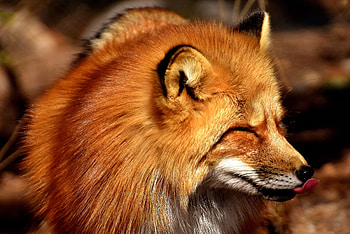 Animals, Fox, Predator, Lick Your Lips, Licking HD wallpaper