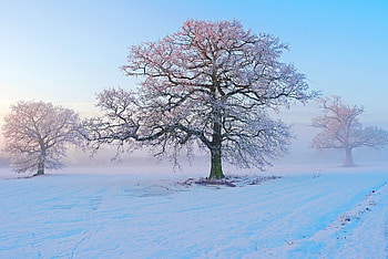 Winter, Snow, Tree HD wallpaper