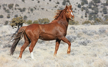 Colt, beautiful, Horse, field HD wallpaper