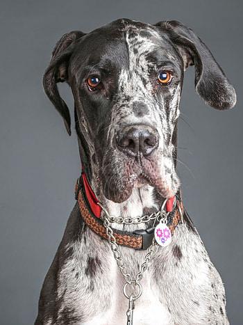Great Dane, Chocolate Dane for sale, Big sale off, Discounted price HD phone wallpaper