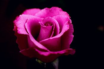 Pink Rose, rose, flowers, pink, macro HD wallpaper