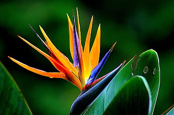 Close-up of a vivid Bird of Paradise flower with lush green leaves. HD wallpaper