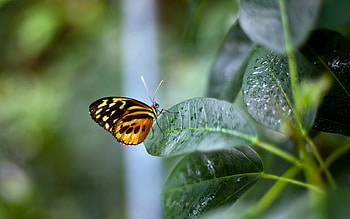 Animals, Background, Plant, Sheet, Leaf, Butterfly HD wallpaper