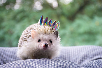 Tiny hedgehog, High definition , High resolution HD wallpaper