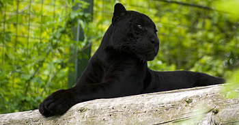 Animals, To Lie Down, Lie, Big Cat, Paws, Panther HD wallpaper