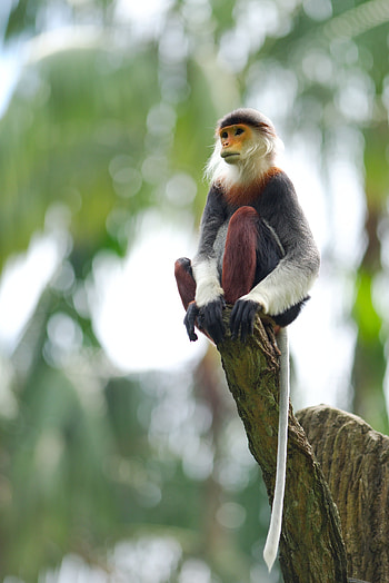 Animals, Wood, Tree, Monkey, Animal, Tail, Toque, Macaque HD phone wallpaper