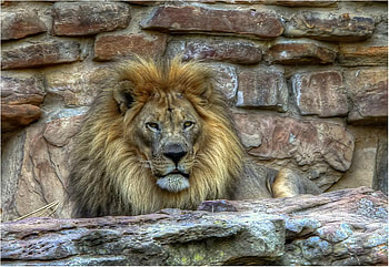 The king, majestic, king, animals, cats, nature HD wallpaper