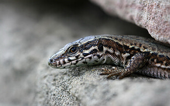 Animals, Stones, Lizard, Reptile, Slit HD wallpaper