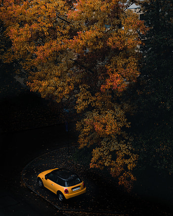 Autumn, Cars, Wood, Tree, Car HD phone wallpaper
