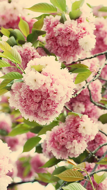 May, May Season, Flowers HD phone wallpaper