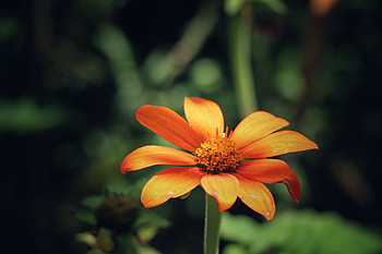 Flowers, Flower, Petals, Bud HD wallpaper