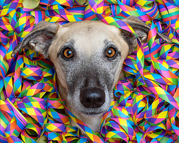 Great party!, dog, animal, colorful, ribbon, party, face, funny, wieselblitz, elke vogelsang, caine HD wallpaper