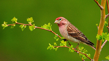 Animals, Birds HD wallpaper