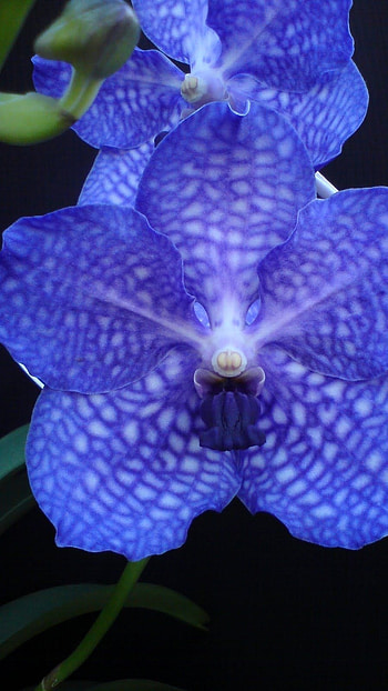 Vanda Orchid, Blue Vanda Orchid HD phone wallpaper