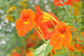 Nasturtium, PETALS, LEAVES, COLORS, STEMS HD wallpaper