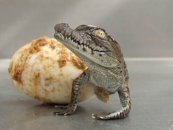 Animals, Hatch, Egg, Crocodile, Birth HD wallpaper