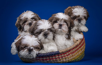 Shih Tzu puppies, dog, animal, basket, puppy HD wallpaper