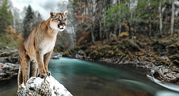 Mountain lion, Fascinating facts, Natural habitat, Diverse diet HD wallpaper