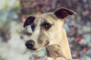 Close-up, Whippets HD wallpaper