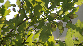 Oak Tree, Making of the oak tree, Studiohelionic, Artistic process HD wallpaper
