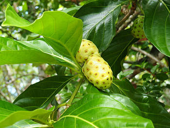 Noni Fruit, Tropical growth, Costa Rican journey, Tiny travelogue HD wallpaper