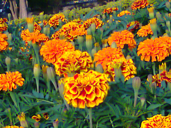 Flowers bed, nature, flowers, bed HD wallpaper