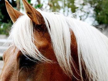 whats that, horses, horse, i love horses HD wallpaper