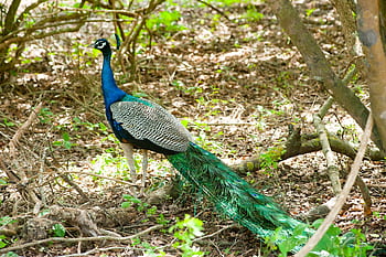 A vibrant peacock displaying its colorful plumage in a tropical Sri Lankan forest. HD wallpaper