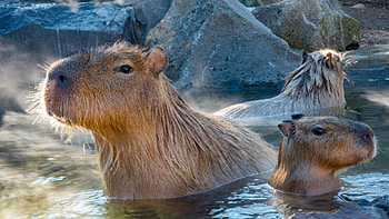 Capybara babies, South China debut, Cute rodents, Animal news HD wallpaper