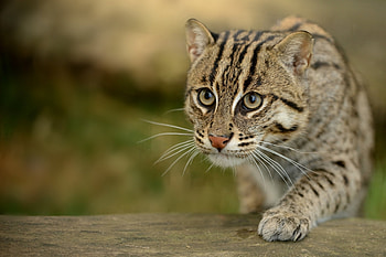 Animals, Muzzle, Wild Cat, Wildcat, Paw, Fishing Cat, Fish Cat HD wallpaper